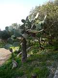 sizilien-mallorca 251